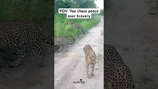 Pov You Chose Peace Over Bravery