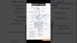 “Digestive System in in 60 sec, #HumanBody#Biology#Science#Anatomy#HealthEducation#BodyFacts#viral