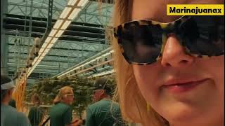 SunMed growers