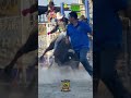 se ve tranquilo #jaripeo #montadetoros #toros #toro #videosdetoros #jaripeos