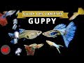 Guppy guide des varits