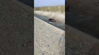 Almost got bitten, boar#crazy #human #board #funny