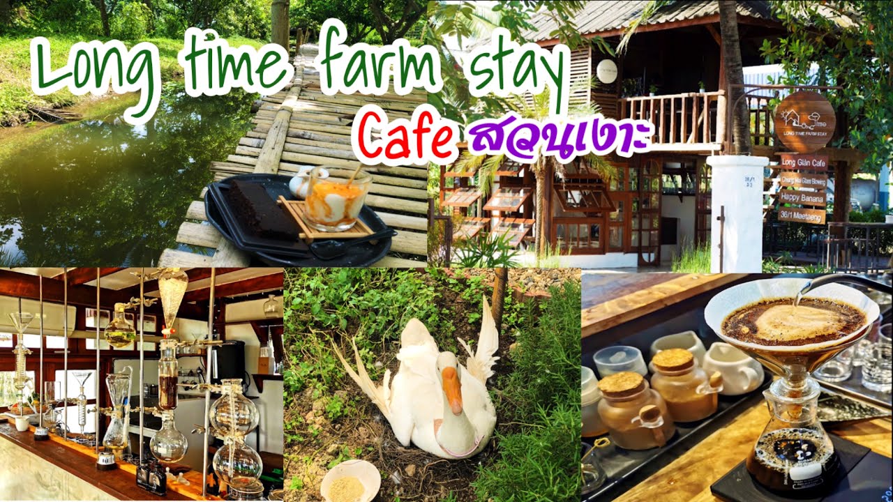 Long time farm stay คาเฟ่สวนเงาะ แม่แตง rambutan garden cafe - YouTube