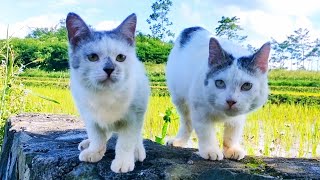 😸CAT CUTE - PLAY WITH CAT -BILLI KARTI MEOW MEOW- kittens cats funniest - Animal Funny- VS 011 by ANIMALS 22 345 views 2 days ago 3 minutes, 2 seconds