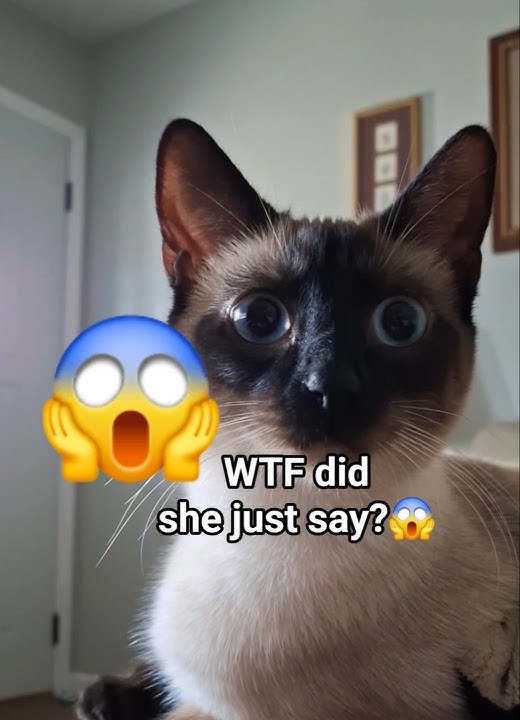 POPPITY POP POP POP! 😱 PLEASE MAKE MOM STOP! 🤣 #cat #kitten #meow #siamese #dailyshorts #shorts
