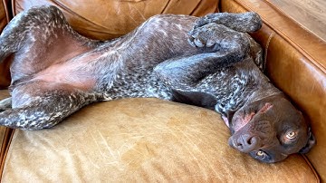 10 Funny Things About My Dog | German Shorthaired Pointer | GSP Dog