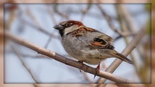 ❀ Sparrow Bird screenshot 5