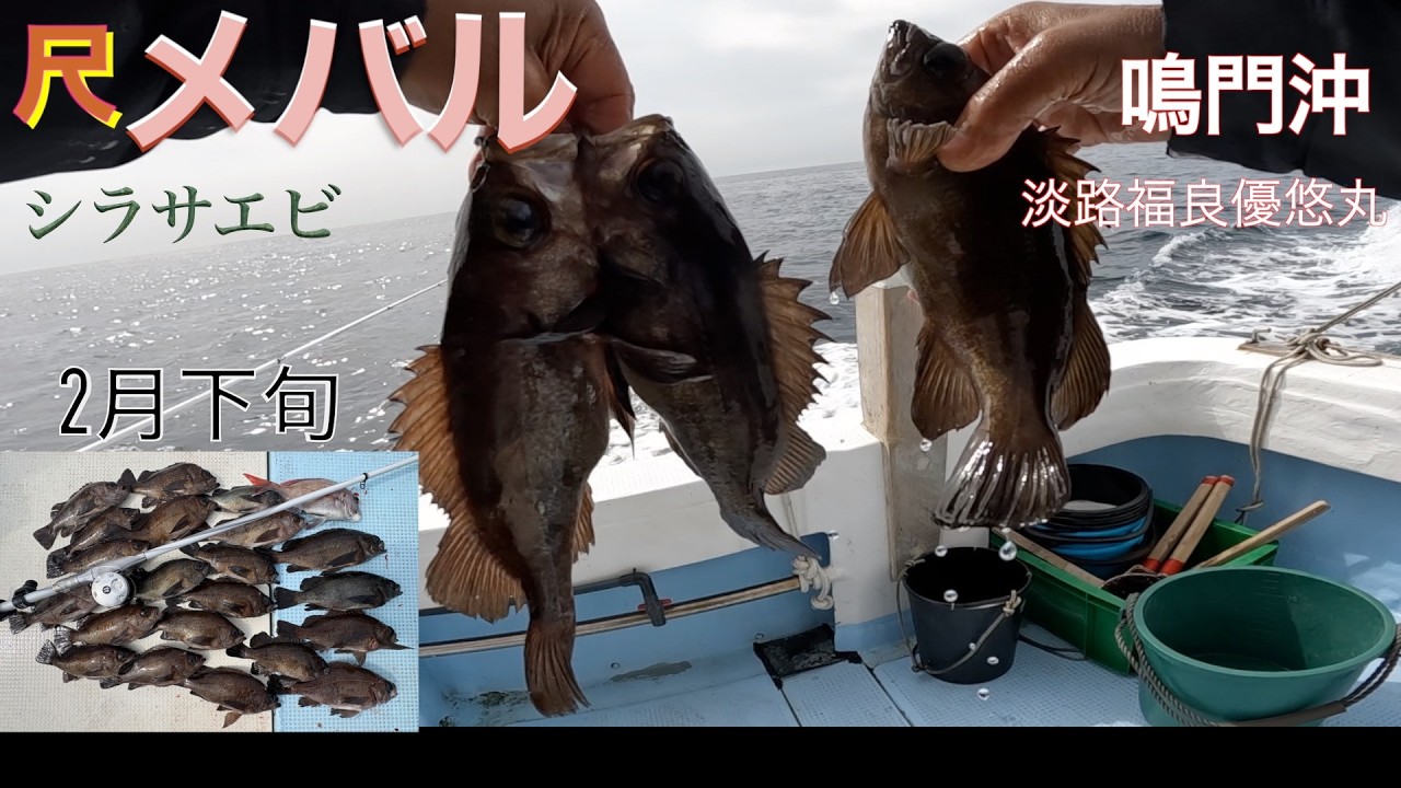 尺メバル釣り　　　　　　　　　　　　　　　　　　　　　　　　　　　　#船メバル#fishing#鯛釣り#船釣り#ダイワ#がまかつ#カレイ#シラサエビ#エビ巻き釣り#キス釣り#メバル