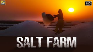 भारत में होती है नमक कि खेती कैसें और कहां देखिये | The Salt Farm | Geography Documentary