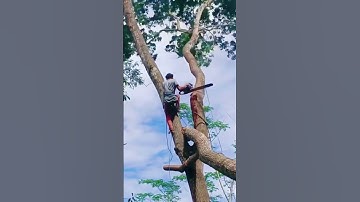 The moment when the big tree falls #satisfying #tree #asmr #giant #oddlysatisfying