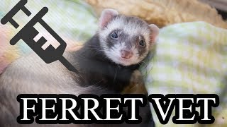 Ferret-vet - It's WRONG by the Dutch Sighthound 113 views 5 years ago 6 minutes, 32 seconds