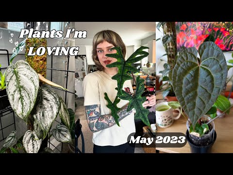 Video: Brandi Philodendron Ntau Yam: Yuav Ua Li Cas Loj hlob Philodendron Brandtianum Nroj Tsuag