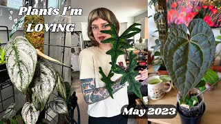 philodendron brandtianum sizing up, cracking the code on my calathea, + more!  May Favourites