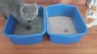 Jenis Jenis Pasir Untuk Kucing. Review kelebihan dan kekurangannya. #perawatankucing