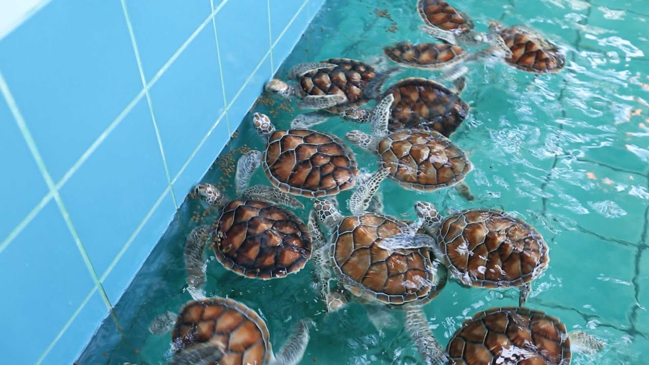 Phuket: Sea Turtle Conservation Project - YouTube
