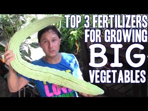 Top 3 Fertilizers for Growing BIG Vegetables