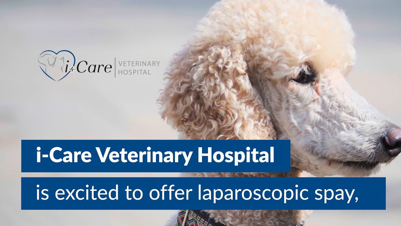 Why Choose a Laparoscopic Spay with iCare Veterinary Hospital YouTube