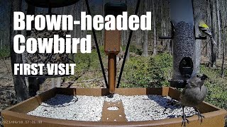 Brown-headed Cowbird - first visit of this species to the platform feeder by Birdchill™ birdwatching cams 12 views 1 year ago 17 seconds