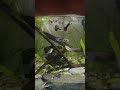Imperial blue dragon guppy