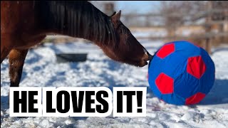 ❤️ Horse plays FETCH!  ❤️