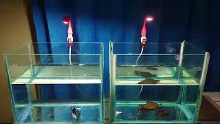 LAMPU AQUARIUM MINI, BACA, EMERGENCY LED USB MULTIFUNGSI