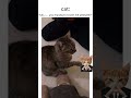 “DID U REALLY JUST..?!” #funny#cutecat