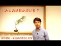 もみじが灼ける?! 雑木盆栽の葉焼けの原因と対策 [盆栽・初心者]