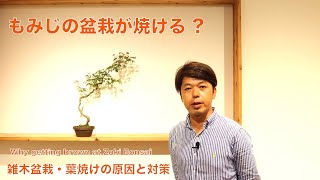 もみじが灼ける?! 雑木盆栽の葉焼けの原因と対策 [盆栽・初心者]