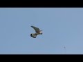 Охота Обыкновенной пустельги (Common kestrel, Falco tinnunculus)