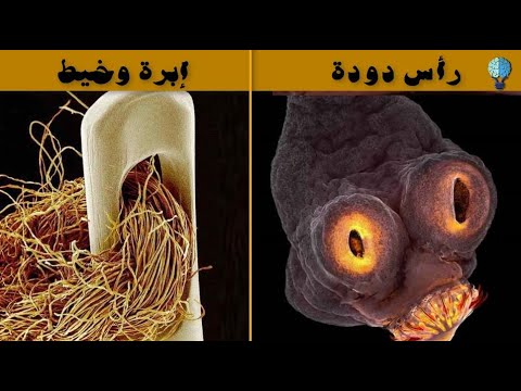 فيديو: من 