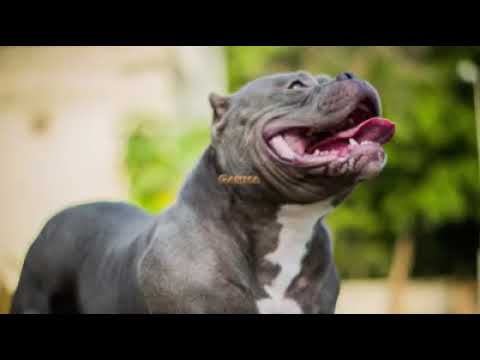 american bully usa