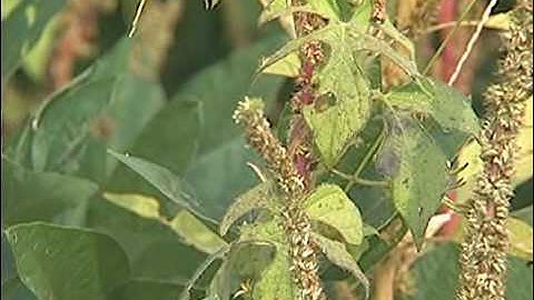 Herbicide-resistant Weeds