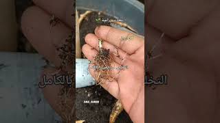 تجارب زراعية مفيدة
