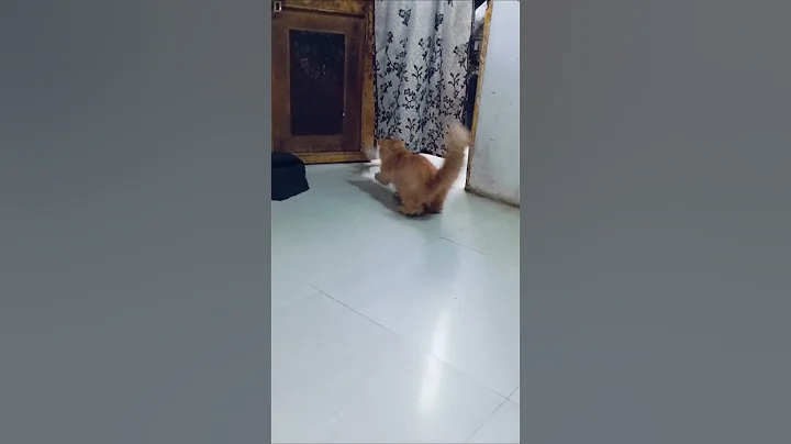 Watch the video about Beautiful Kitten meowing | Cat sound | Catvideo | Cat | Cat voice | Persian cat sound| Persian cat