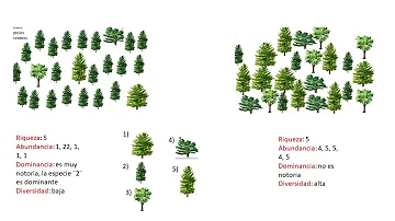 ¿Cómo se calcula la riqueza de especies?