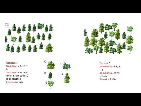 Vídeo: Diferencia Entre Biodiversidad Y Riqueza De Especies