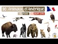 80 animaux damrique du nord en franais  les cris et les noms des animaux pour les enfants