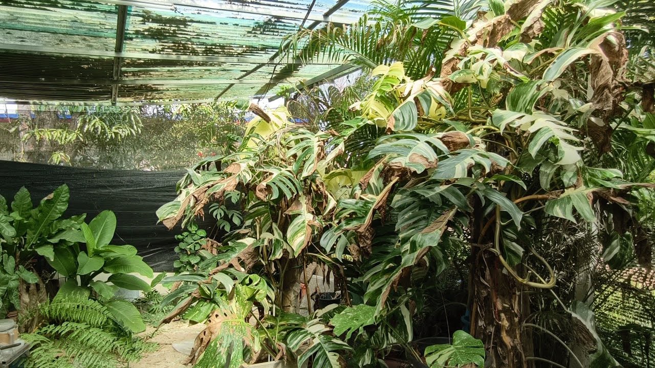  ตัดแต่งใบในรอบ1ปี #vivox300pro 