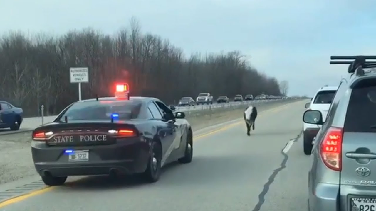 Michigan State Police Chase Cow On Highway Youtube