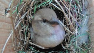 Wild Garden House Sparrow's Nestcam Day 10