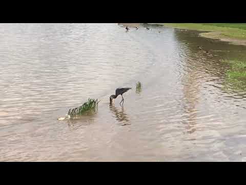 Blue Heron Attempting To Eat A Crucian Carp