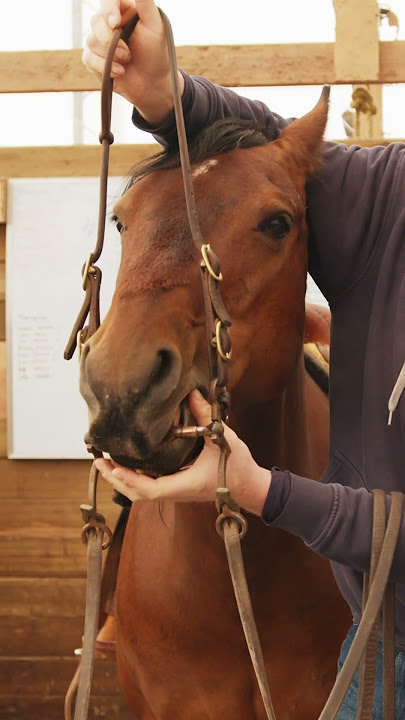 Best way to put a bit in a horse.