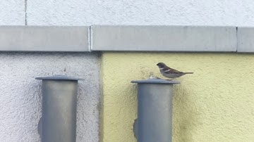 Capture bird with Raspberry Pi HQ Camera and 250mm Canon lens