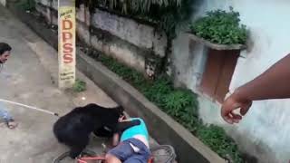 bear attack in Mount Abu public