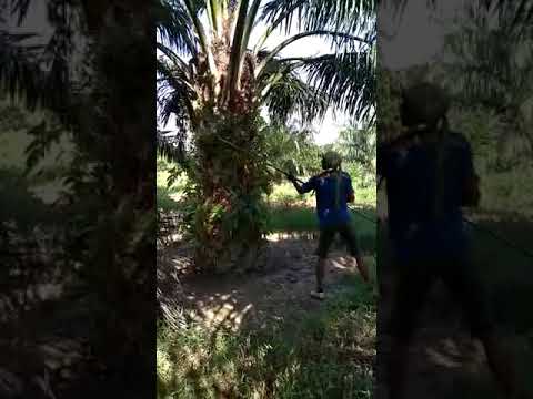 Orang kesurupan di kebun sawit 