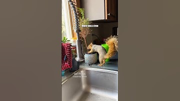 🌴🐿️ Squirrel Song / VO