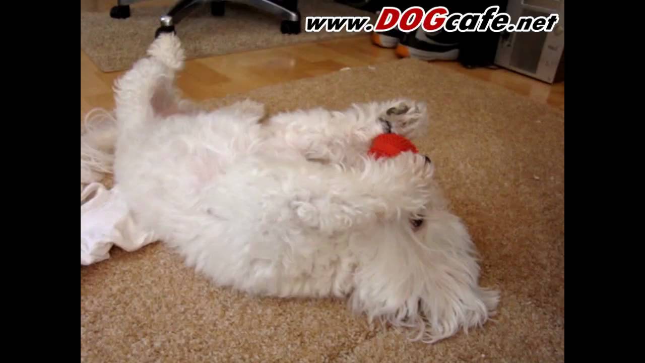 Tobi acting cute with his favorite red ball - YouTube