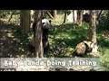 Baby Panda Doing Training Strictly | iPanda