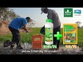 Kenvossotfguard  seamino kflower fruit on the rice crop of farmers with high efficiency