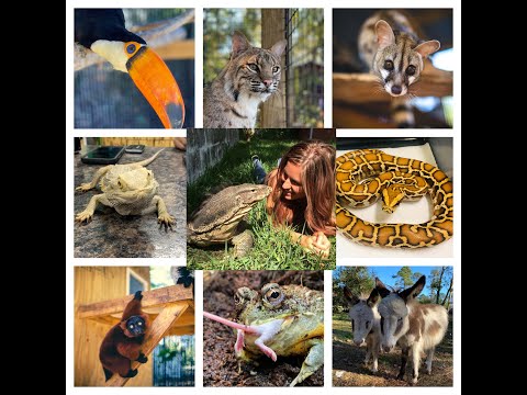 COMING SOON - SNAKES, SLOTHS, AND MORE (*EXPOSING THE WORLD OF EXOTIC PETS)